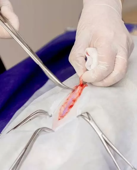 veterinary-instruments-384909-1774526645