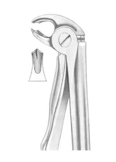 Fig. 22S lower molars for children