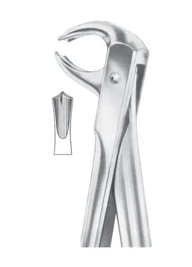 Fig.  73 lower molars