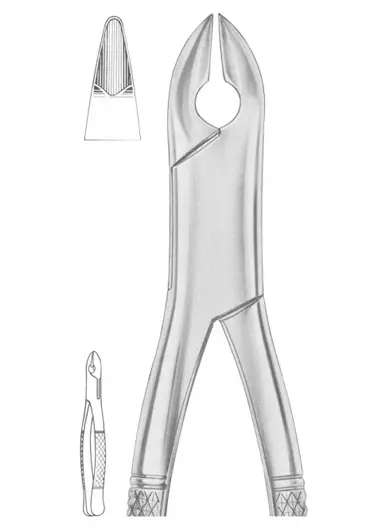 KELLS Fig. 99C upper incisors,  canines, premolars
