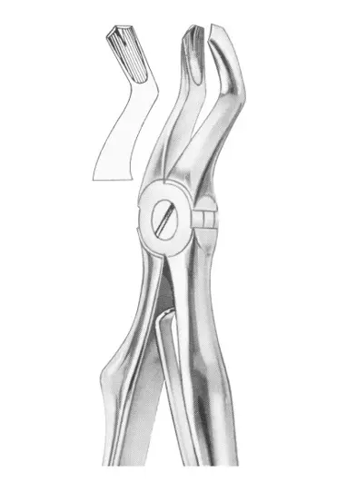 KLEIN (Fig.  220) upper molars